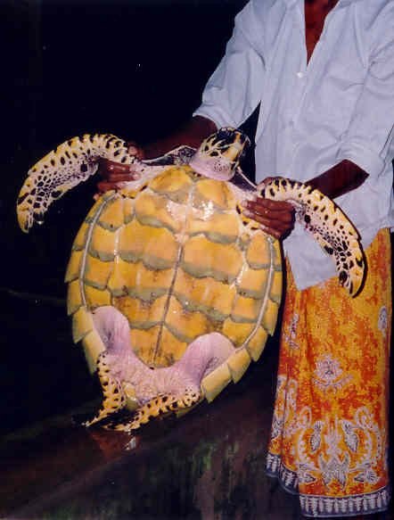 shl-tartaruga