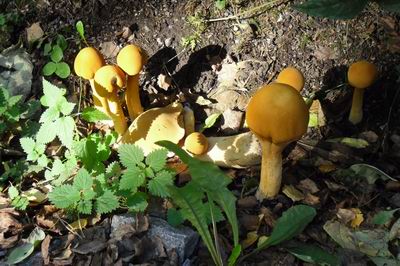 funghi gialli