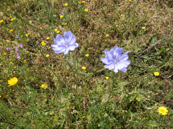fiori azzurri