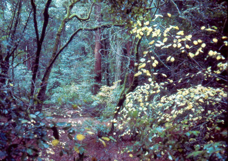 muirwoods 1