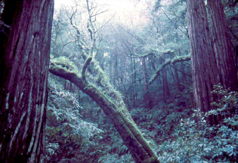 MuirWoods 2