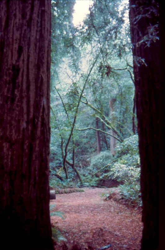 MuirWoods 3