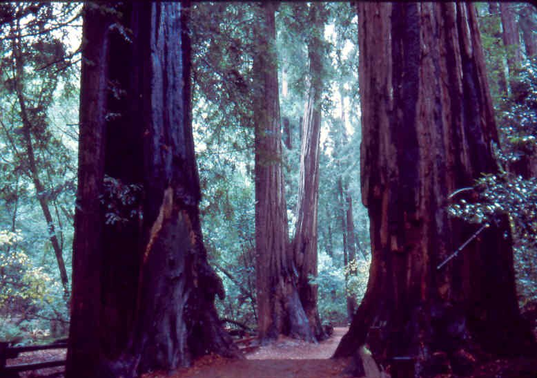 MuirWoods 4