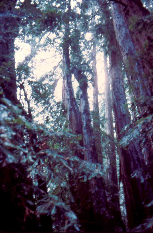 MuirWoods 6