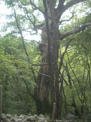 albero