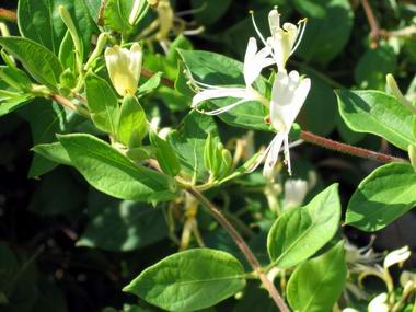 fiori d