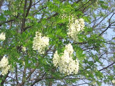 fiori d