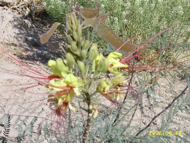 fiore di acacia