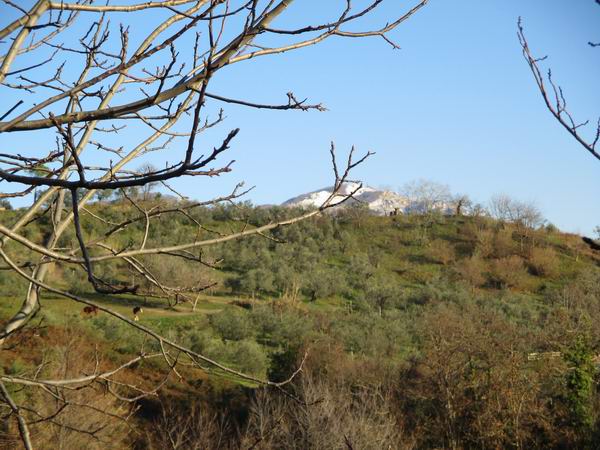 ulivi e neve