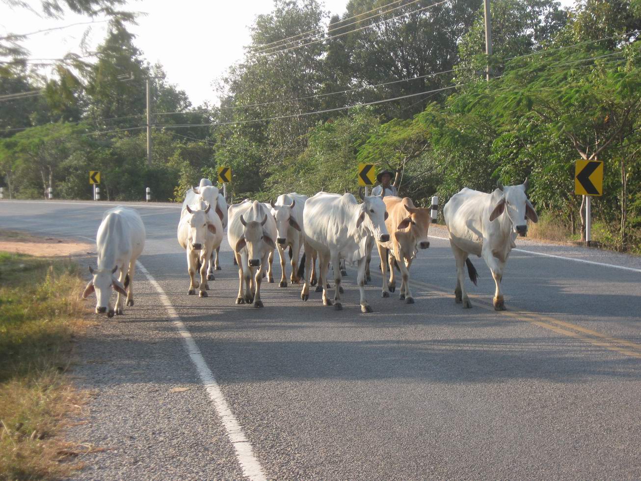 Bovini sull'autostrada