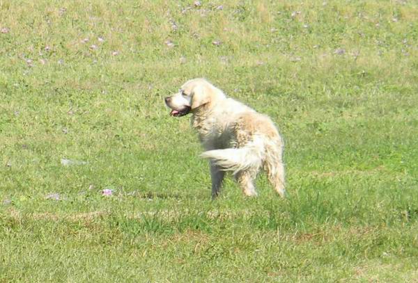 labrador