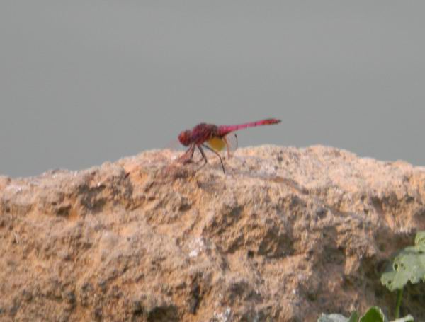 libellula