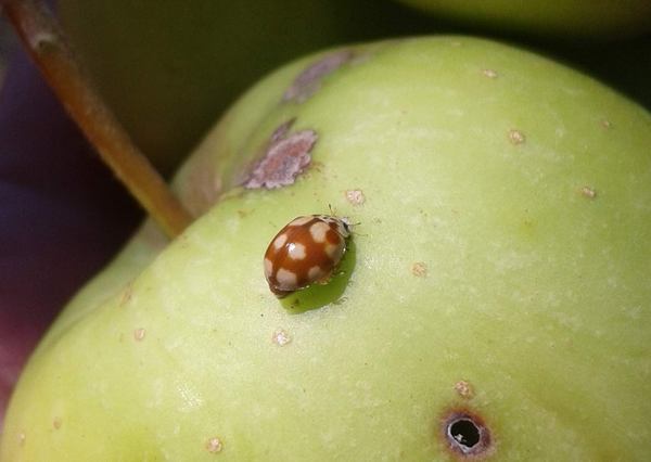 coccinella