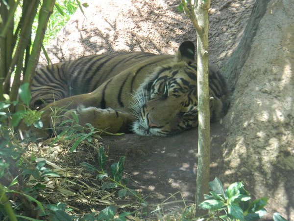 tigre