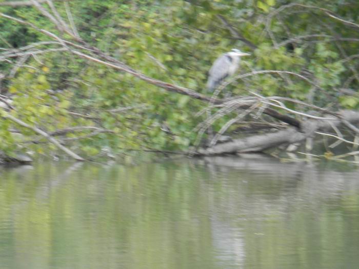 airone cinerino