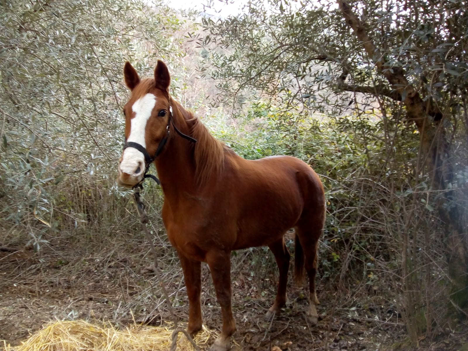 cavallo