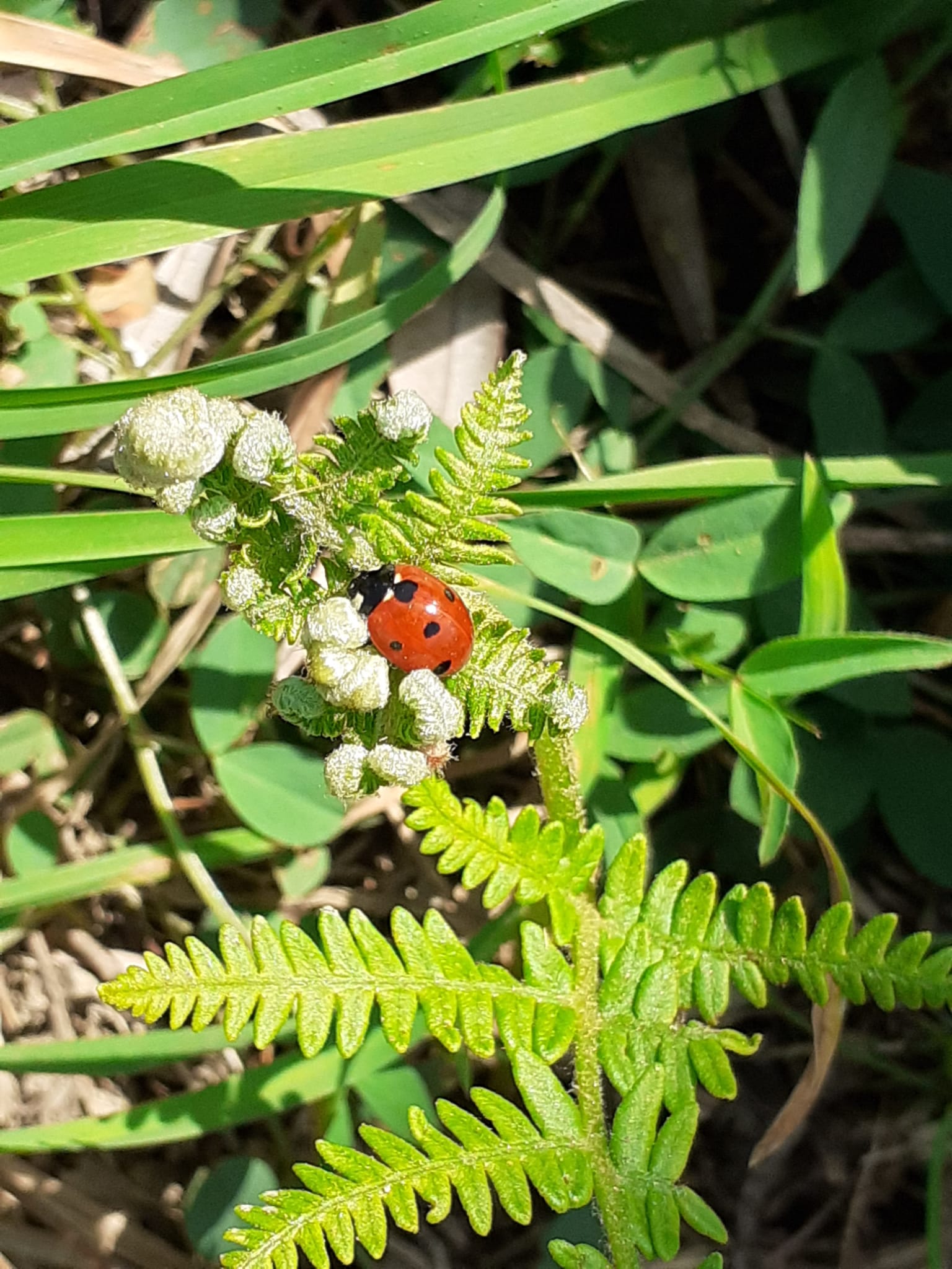 coccinella