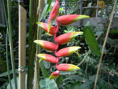 fiori tropicali