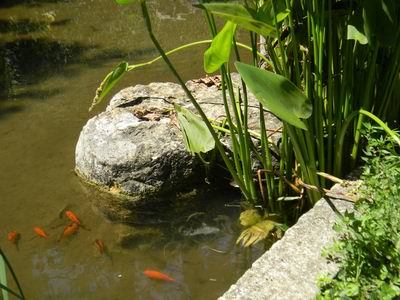 piante acquatiche