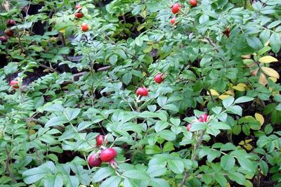 rosa canina