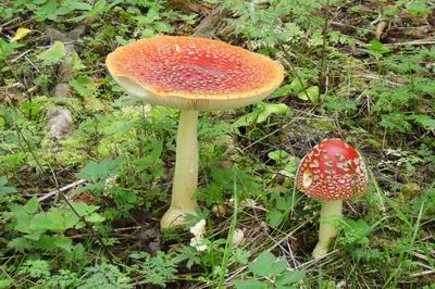 muscaria