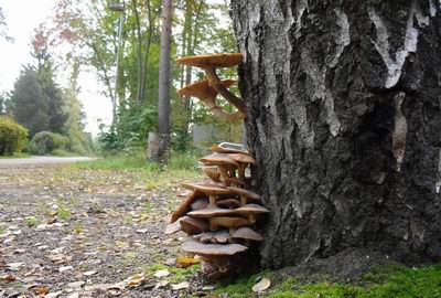 funghi
