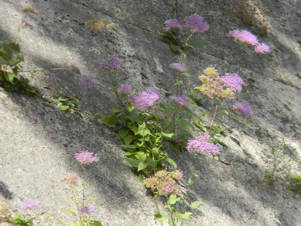 Fiori su muro