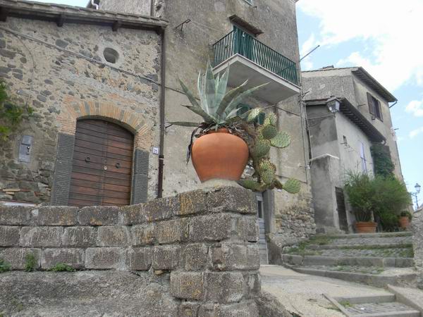 vaso con piante grasse