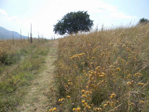 fiori di campo