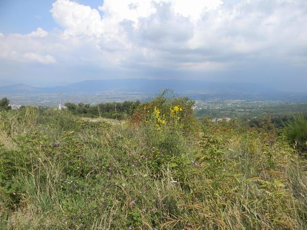 fiori di campo