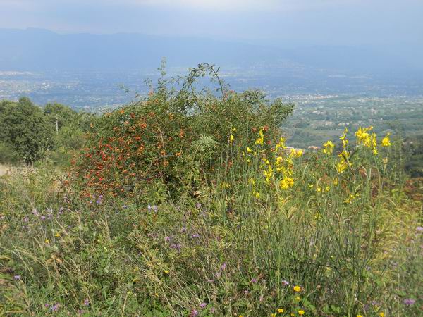fiori di campo