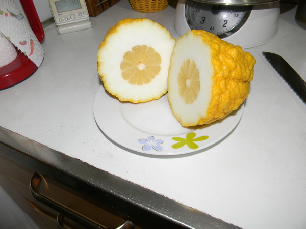cedro