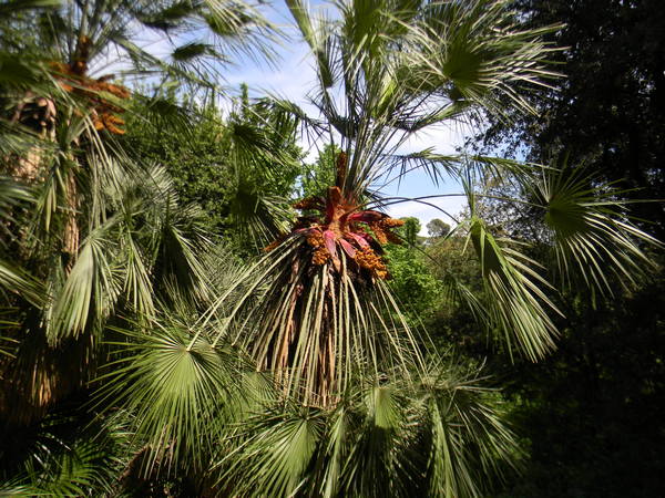 yucca imperiale