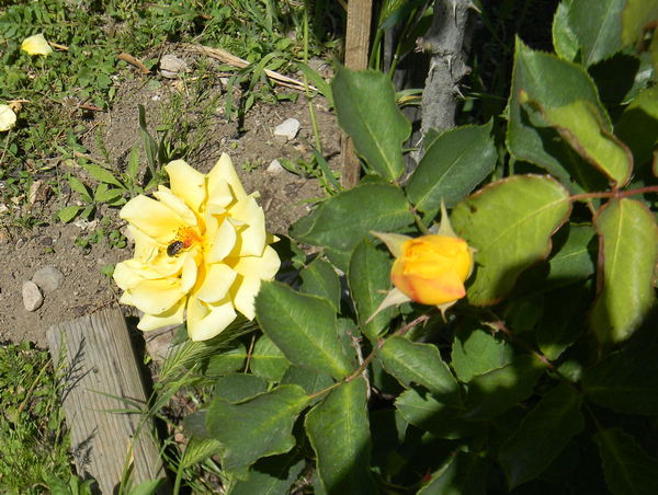 rosa tea