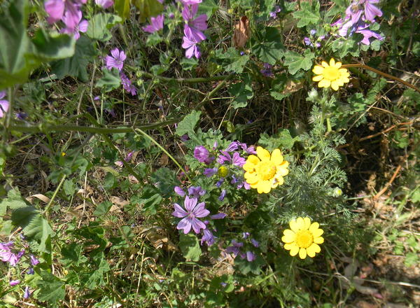 fiori