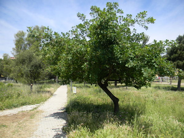 quercia