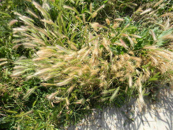 graminacee