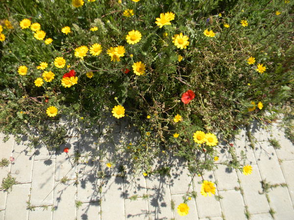 margherite gialle e papaveri