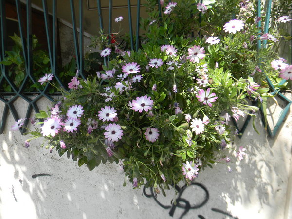 asteracee