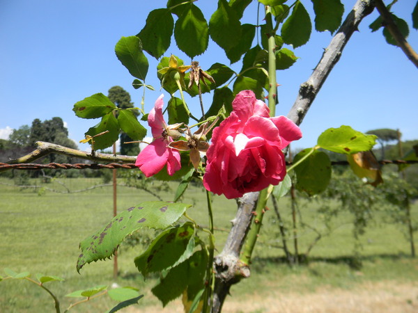 rosa