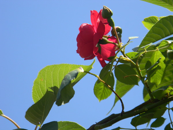 rosa