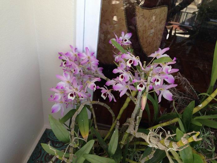 orchidee?