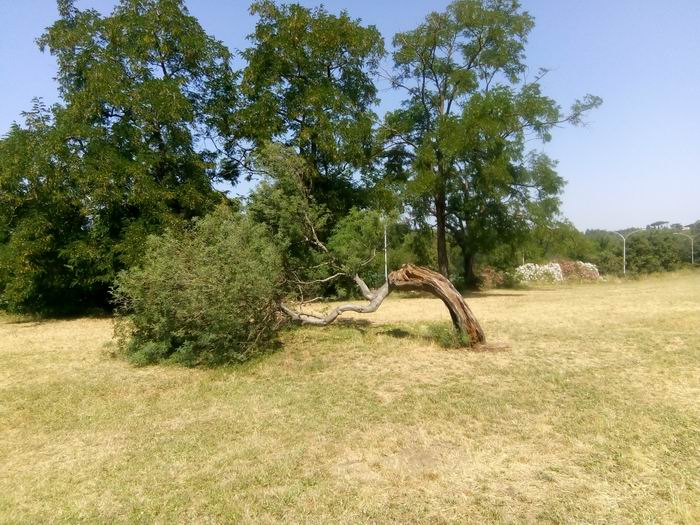 albero storto