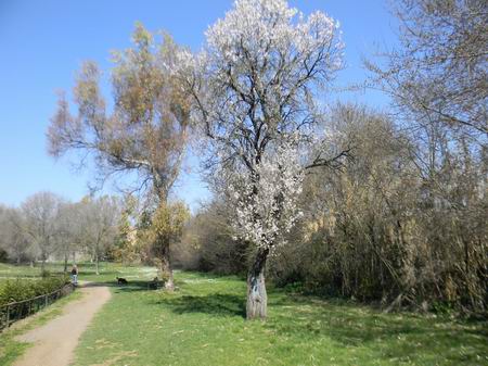 parco scott