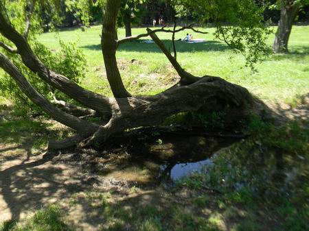 albero