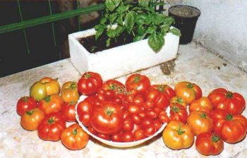 pomodori